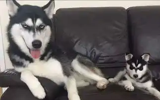  火了近10年,日系美系都爱用,这黑科技其实...