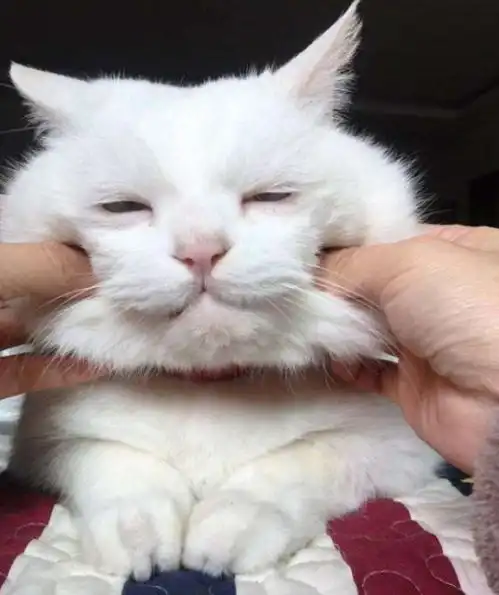 养猫迷惑行为,猫咪总拿屁股对着铲屎官,难道是要搞事情 养猫迷惑行为,猫咪总拿屁股对着铲屎官,难道是要搞事情