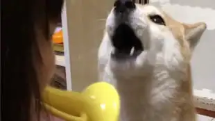  柴犬看到主人后,竟露出这种表情,一看就不是正经狗砸