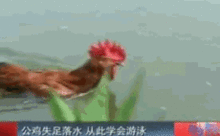  明明可以靠脸却选择智障