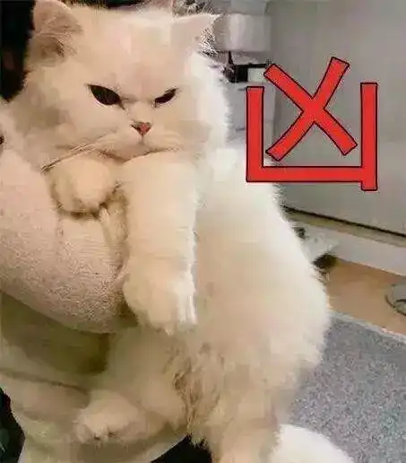  上海怀孕生娃养猫实录我的猫和我的娃都辣么可爱