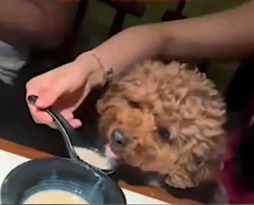 苏喂苏喂苏喂表情包狗狗