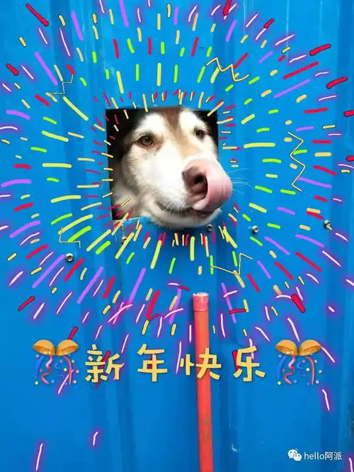  你的掌上明猪救助站的宝贝们给您拜年啦