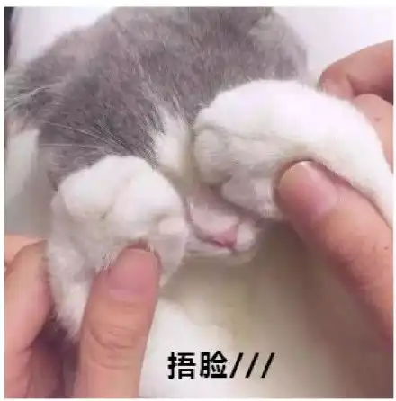 小狗蹦迪表情包gif