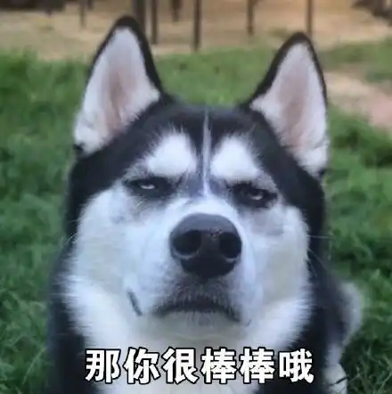  哈士奇表情包带字表情包