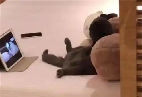  主人出门忘记喂蓝猫,回来发现它在看电视吹空调,表情十分的生气