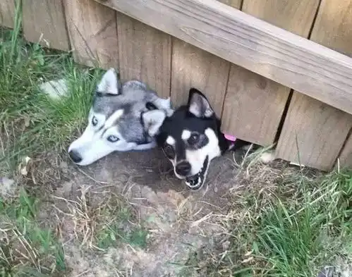  总觉得被什么盯梢了,结果一回头,我笑了感觉