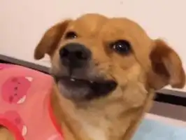 龇牙咧嘴狗表情包