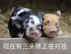  对视表情包对视微信表情包对视qq表情包发表情fabiaoqing.com