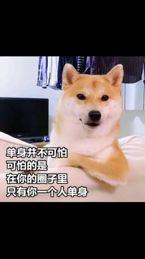  单身狗保护协会提醒您放假两三天,催婚每一天