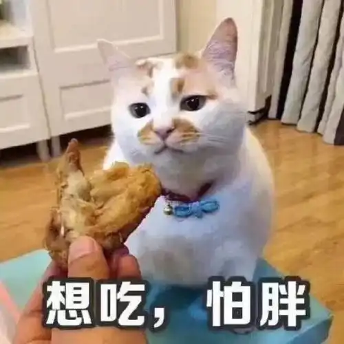  猫界表情包楼楼因病去世,它变成小天使回喵星了