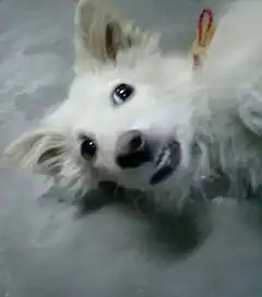  萨摩耶的微笑,哈士奇的表情,在这只汪面前都输了