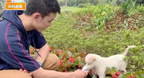  吴磊抱流浪狗上拜托了冰箱,告诉赵丽颖他一条打戏拍17次