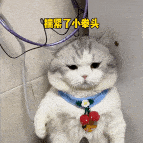 沙雕猫猫表情包 沙雕猫猫表情包