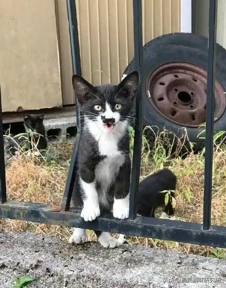  奶牛猫都是神经病不,它可能是表情最丰富,最有喜感的猫