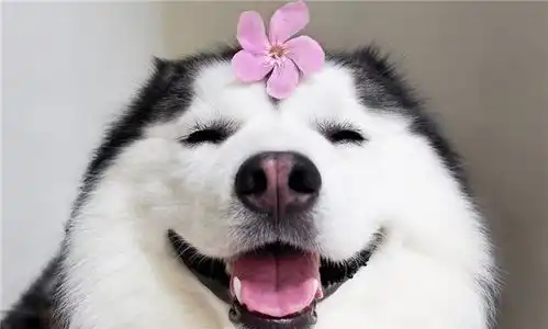 二哈搞笑表情图片文雅
