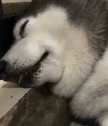  搞笑gif人生如戏