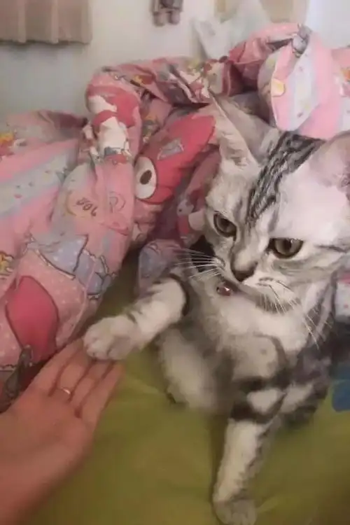  猫咪配合主人玩游戏,表情让人笑喷,猫多大了,还玩幼稚游戏