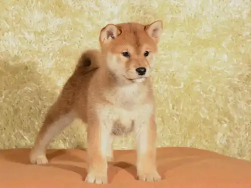  真有那么大差距吗,幼犬和成年犬颜值大对比谁会赢