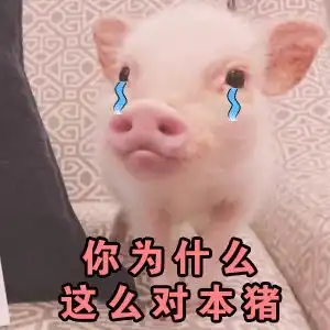  震惊贵州惊现母猪开口说话