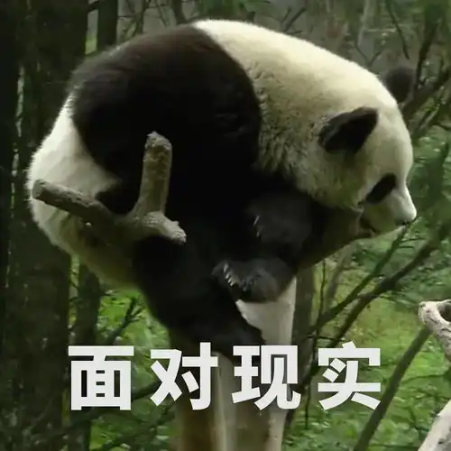  福利放送全套大熊猫表情包收好不谢