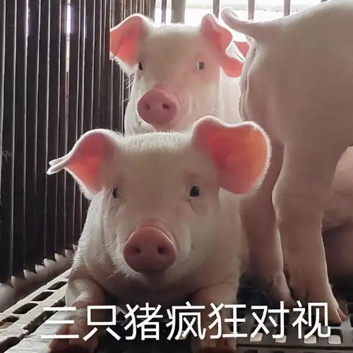  斗图表情包合集我就是个受气包呗