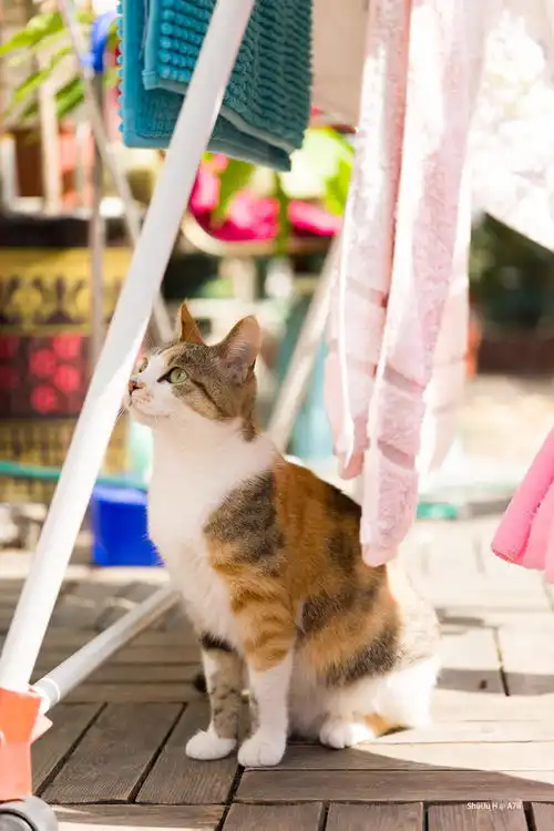  非常好奇,对于不养猫的普通人来说,对网上流传的p图猫猫流泪类表情包是什么样的感觉