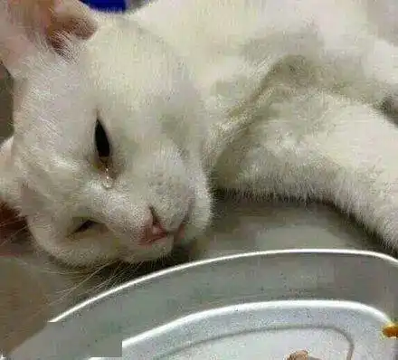  猫咪绝育后的表情太惆怅,最后那位别哭了