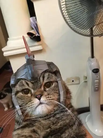  主人给猫买了个头盔,但好像小了点,猫一脸不悦,这表情笑喷了...