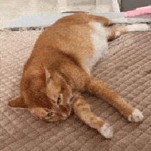 历史回顾网红猫咪沙雕猫咪敦敦表情包一