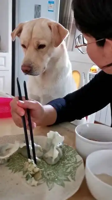 沙雕狗子表情包讲道理