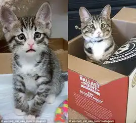  呆萌担心猫走红网络总是一副惊愕担心的样子