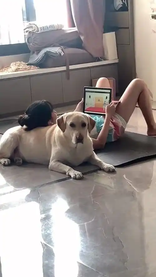  好无辜的表情,这么好的枕头想拥有吗那就养只拉布拉多吧