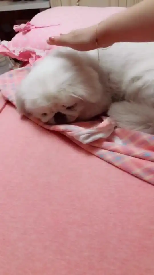  最后这小表情哦给整懵圈了