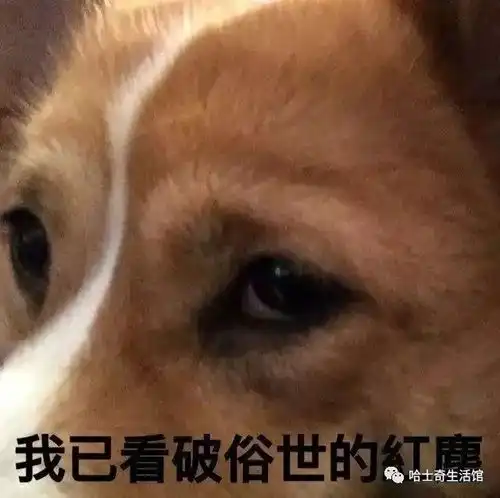 柯基翻白眼表情包