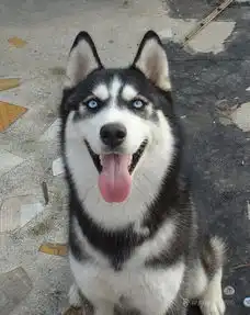  屌丝逆袭高富帅哈士奇小鲜肉地位不保了