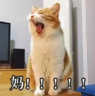 担心表情包猫咪宝宝