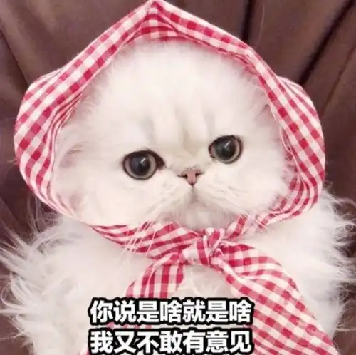  第74期喵表情我没什么梦想,只想和银行结婚腾讯新闻