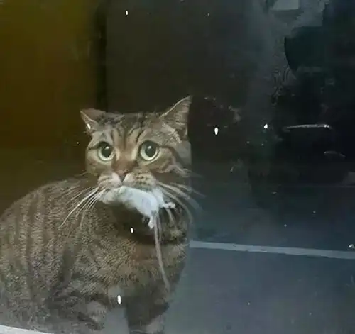  狸花猫有这些特征,证明它很忠诚,一辈子认一个主人