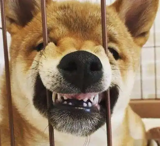 哈士奇表情包动图柴犬