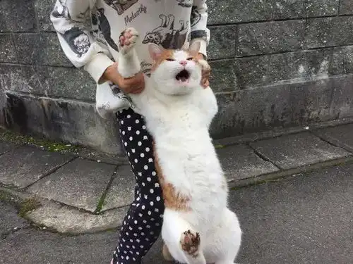  胖猫偷偷外出散步被主人抓回家的场面