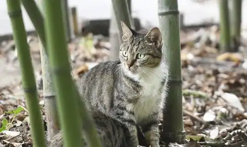  合肥游合肥包公园浮庄,偶遇狸花猫,好可爱