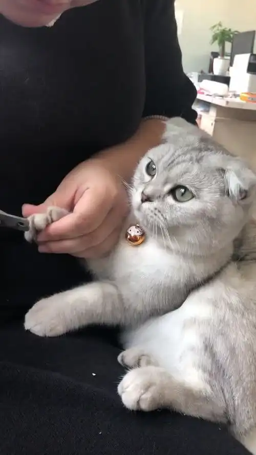  猫虽然我乖乖让你给我剪指甲但是我还是对你有点小担心,能不能认真点对待我的小指甲
