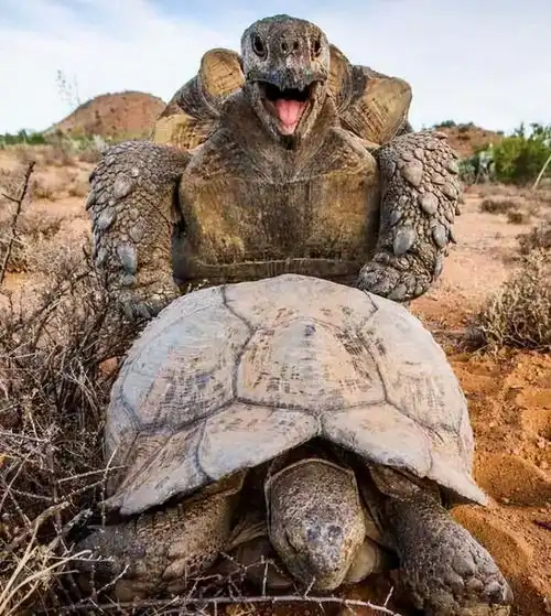  一对乌龟在交配时惨变化石,最惨的是,4700万年后却还要遭人围观