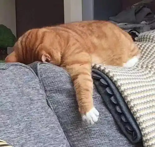  可爱沙雕猫猫狗狗分享