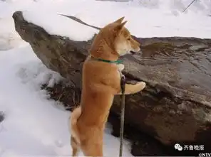  泪目16岁柴犬北登去世你的表情包里肯定有它