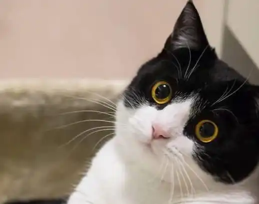 影帝级别的牛奶猫,两只圆圆的大眼睛,随手照一张都是表情包 影帝级别的牛奶猫,两只圆圆的大眼睛,随手照一张都是表情包