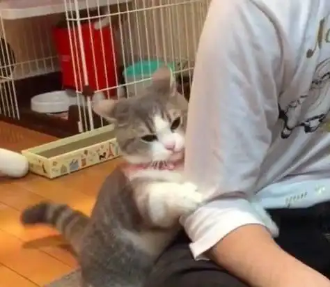  铲屎官假装不理会猫咪,结果猫咪却使出撒娇大法,眼神太可爱了