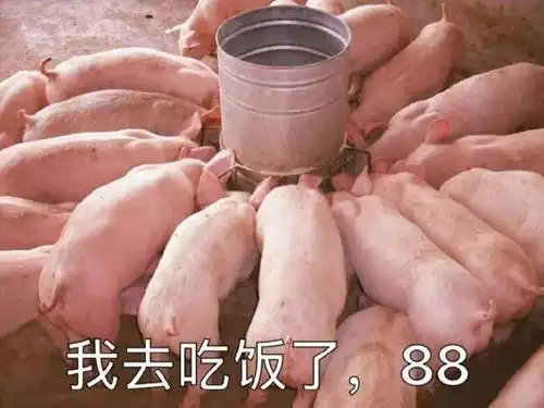  猪猪能有什么坏心眼呢