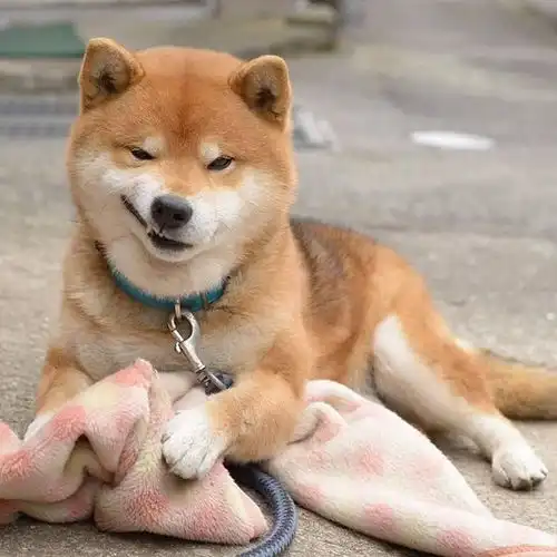  趣图柴犬真的太萌啦,这组素材目测会被做成表情包吧